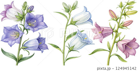 Watercolor Campanula Flowers 124945142
