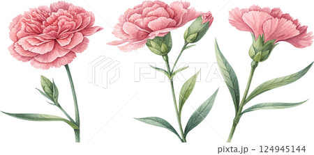 Watercolor Pink Carnations Watercolor Pink Carnations 124945144