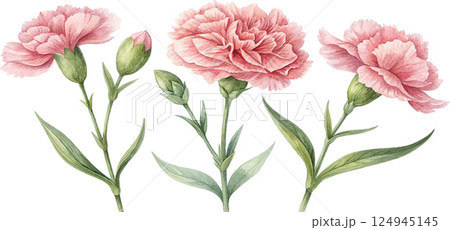 Watercolor Pink Carnations 124945145