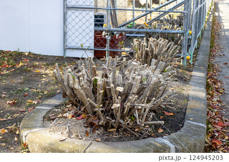 伐採された夾竹桃の樹 124945203