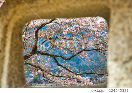 満開が待ち遠しい海津大崎の桜 満開が待ち遠しい海津大崎の桜 124945321