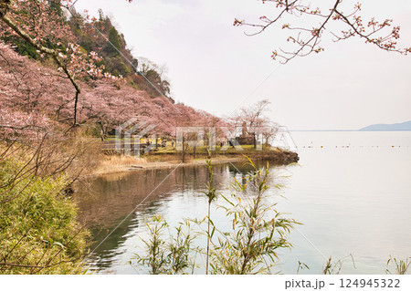 満開が待ち遠しい海津大崎の桜 満開が待ち遠しい海津大崎の桜 124945322