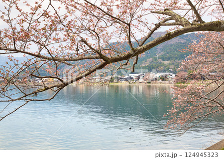 満開が待ち遠しい海津大崎の桜 満開が待ち遠しい海津大崎の桜 124945323