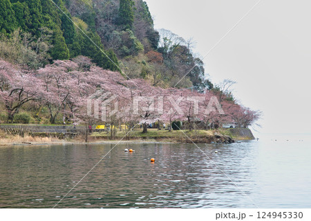 満開が待ち遠しい海津大崎の桜 満開が待ち遠しい海津大崎の桜 124945330