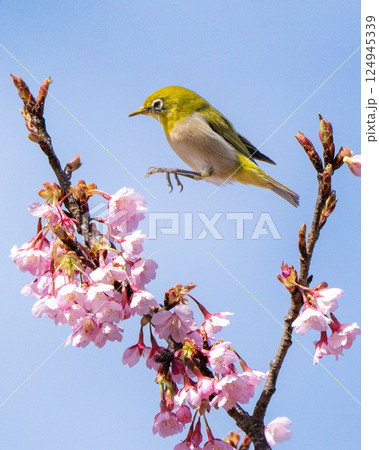 青空を背景にした桜とメジロ 青空を背景にした桜とメジロ 124945339