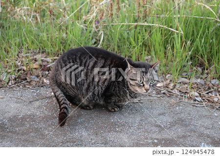 道端で遊ぶとら猫 道端で遊ぶとら猫 124945478