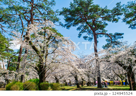 埼玉県 さいたま市 大宮公園 満開の桜 埼玉県 さいたま市 大宮公園 満開の桜 124945524