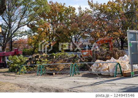 伐採された公園の樹木 124945546
