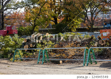 伐採された公園の樹木 124945549