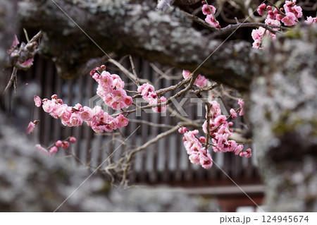 鳥取　四季の散歩　春　花　雑草 124945674