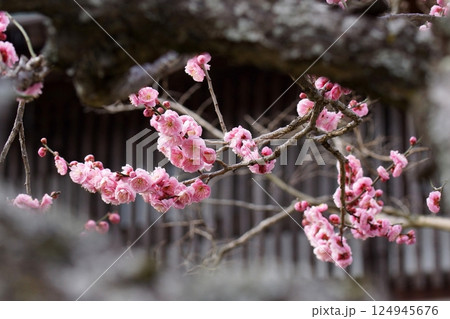 鳥取　四季の散歩　春　花　雑草 124945676