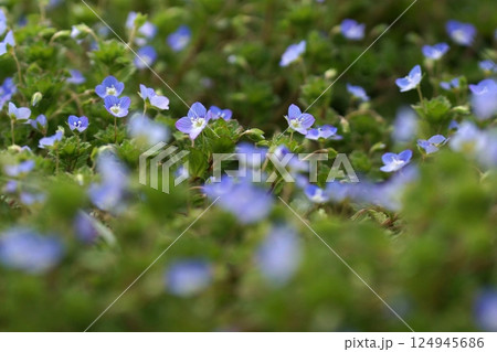 鳥取 四季の散歩 春 花 雑草 鳥取 四季の散歩 春 花 雑草 124945686