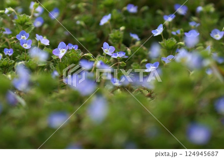 鳥取 四季の散歩 春 花 雑草 鳥取 四季の散歩 春 花 雑草 124945687