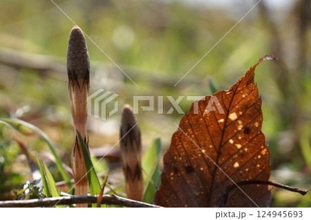 鳥取 四季の散歩 春 花 雑草 鳥取 四季の散歩 春 花 雑草 124945693