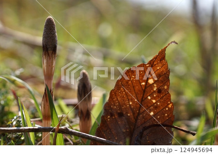 鳥取 四季の散歩 春 花 雑草 鳥取 四季の散歩 春 花 雑草 124945694