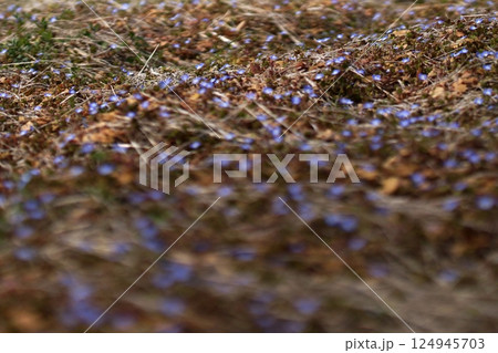 鳥取 四季の散歩 春 花 雑草 鳥取 四季の散歩 春 花 雑草 124945703