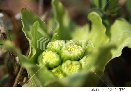 鳥取　四季の散歩　春　花　雑草 124945704