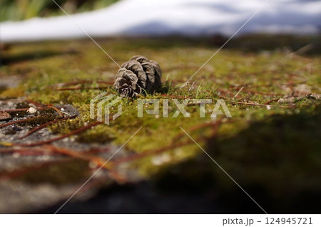 鳥取　四季の散歩　春　花　雑草 124945721