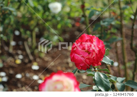 荒尾市 おもやい市民花壇 バラの花、 荒尾市 おもやい市民花壇 バラの花、 124945760
