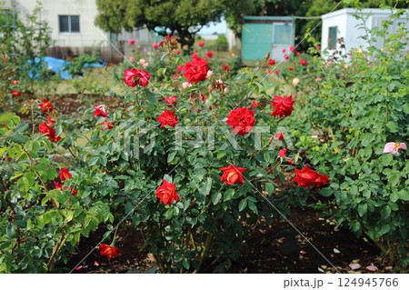 荒尾市 おもやい市民花壇 バラの花、 荒尾市 おもやい市民花壇 バラの花、 124945766