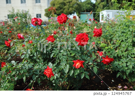 荒尾市 おもやい市民花壇 バラの花、 荒尾市 おもやい市民花壇 バラの花、 124945767