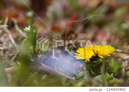 鳥取 四季の散歩 春 花 雑草 鳥取 四季の散歩 春 花 雑草 124945902
