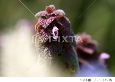 鳥取　四季の散歩　春　花　雑草 124945910