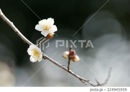 鳥取 四季の散歩 春 花 雑草 鳥取 四季の散歩 春 花 雑草 124945939