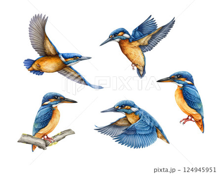 Kingfisher bird different pose watercolor illustration set. Hand drawn common kingfisher bright bird vintage style realistic illustration collection isolated on white background 124945951