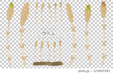 A set of roughly drawn watercolor horsetails A set of roughly drawn watercolor horsetails 124945993