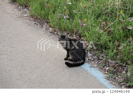 道端で遊ぶとら猫 124946149