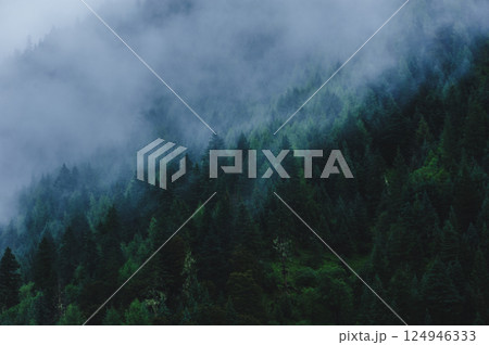 Beautiful high altitude foggy forest mountain landscape 124946333