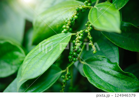 Black pepper fruits grow on tree in garden Black pepper fruits grow on tree in garden 124946379