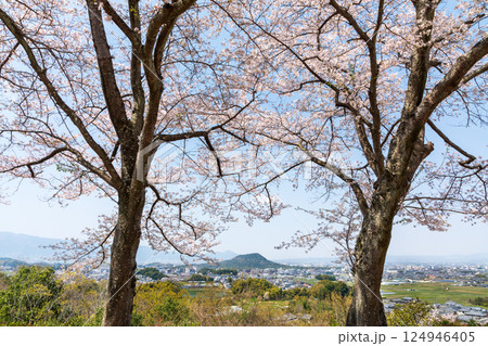 耳成山・香具山を望む甘樫丘の桜 124946405