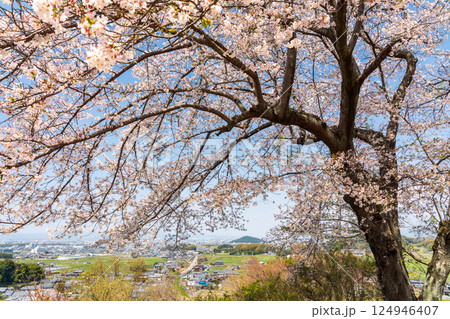 耳成山を望む甘樫丘の桜 124946407