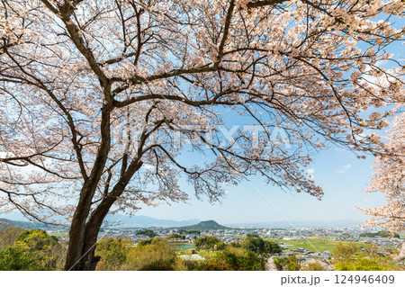 畝傍山方向を望む甘樫丘の桜 畝傍山方向を望む甘樫丘の桜 124946409