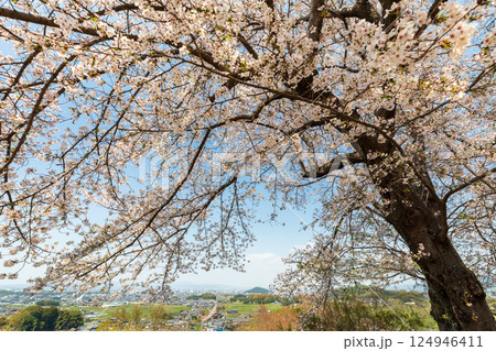 耳成山を望む甘樫丘の桜 124946411