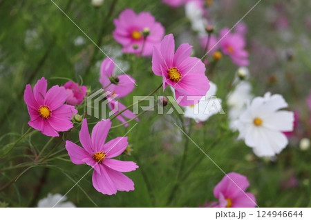 コスモス 124946644