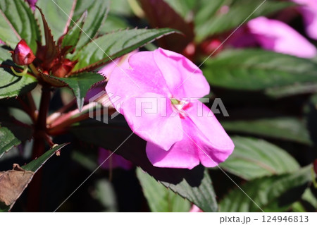 アフリカホウセンカ アフリカホウセンカ 124946813