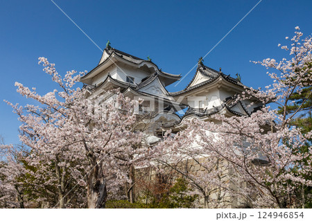 桜と天守閣(伊賀上野城) 桜と天守閣(伊賀上野城) 124946854