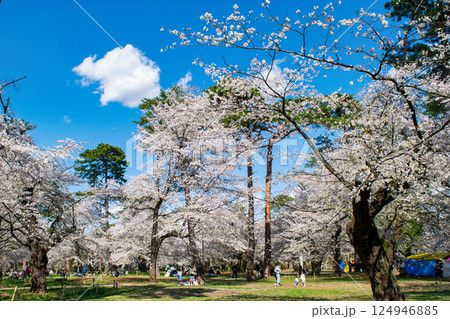 埼玉県 さいたま市 大宮公園 満開の桜 埼玉県 さいたま市 大宮公園 満開の桜 124946885