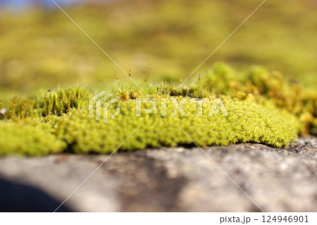 鳥取　四季の散歩　冬　花 124946901