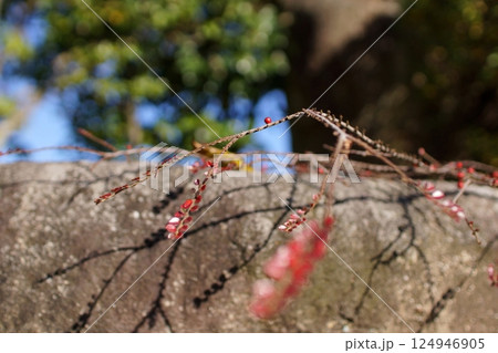 鳥取　四季の散歩　冬　花 124946905