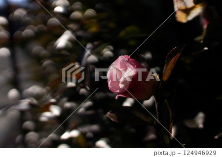 鳥取　四季の散歩　冬　花 124946929