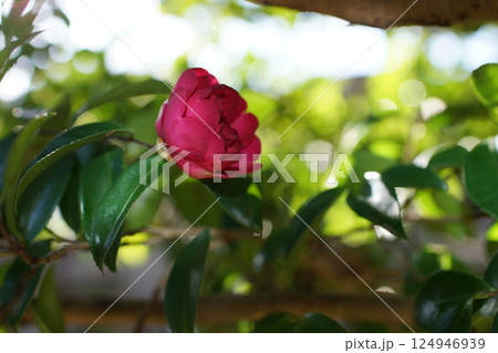 鳥取 四季の散歩 冬 花 鳥取 四季の散歩 冬 花 124946939