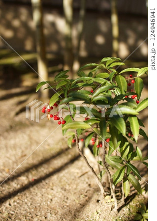 鳥取　四季の散歩　冬　花 124946941