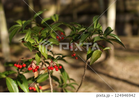 鳥取　四季の散歩　冬　花 124946942