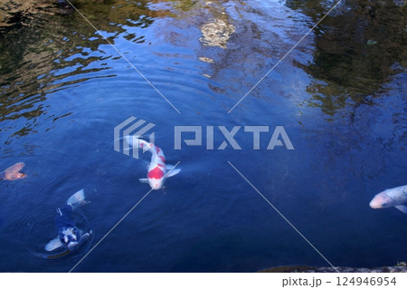 鳥取　四季の散歩　冬　花 124946954