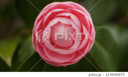 赤い椿の花 124946975