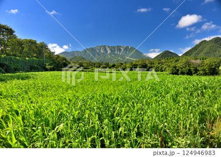 中国地方・大山隠岐国立公園・大山町の小麦畑と大山、夏山の美しい風景・鳥取県大山町(1) 中国地方・大山隠岐国立公園・大山町の小麦畑と大山、夏山の美しい風景・鳥取県大山町(1) 124946983